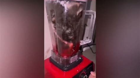 cat in blender video twitter